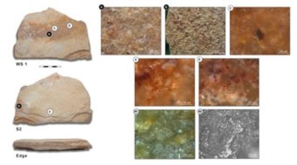 Tool with traces of plant and pigment processing. A-E show high magnification photos of the tool's surface. B and E show traces of pigment, the polish visible on C and D is typical for plant processing. R1 and R2 show experimental tools for comparison.