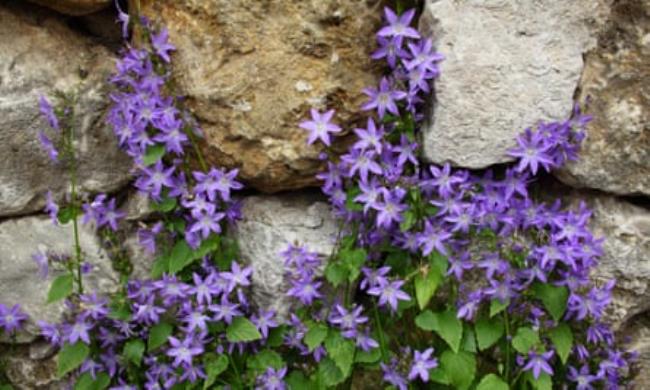 Campanula growing on a stone wall.