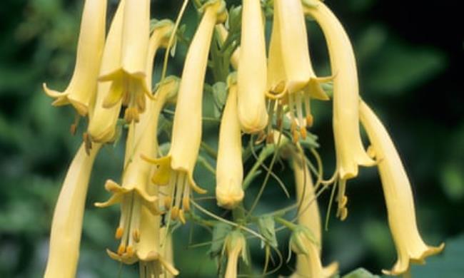 Elaeagnus angustifolia, or Quicksilver, with grey green leaves and scented aromatic small yellow flowers.