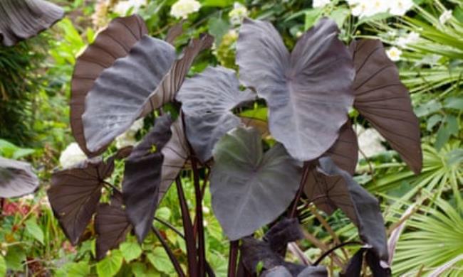 Dark foliaged Colocasia esculenta, or Black Magic