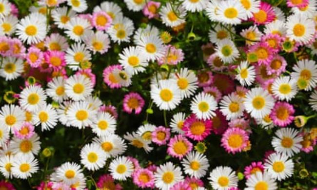 Close-up of Erigeron flowers