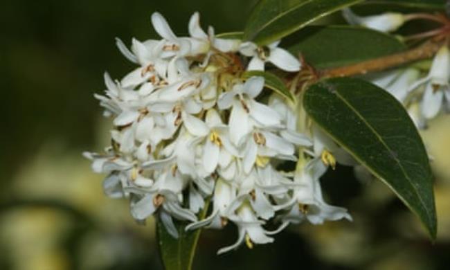 Osmanthus x burkwoodii