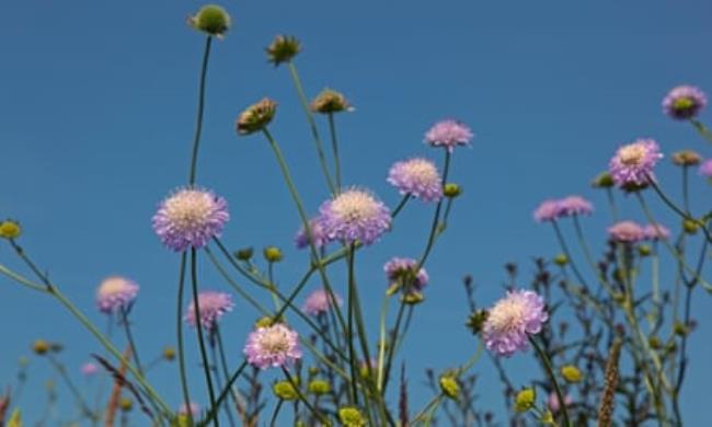 Knautia arvensis