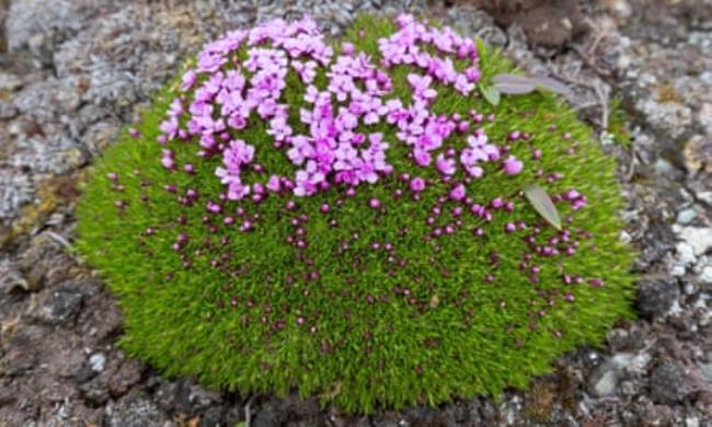 Silene acaulis or Cushion Pink, Moss Campion