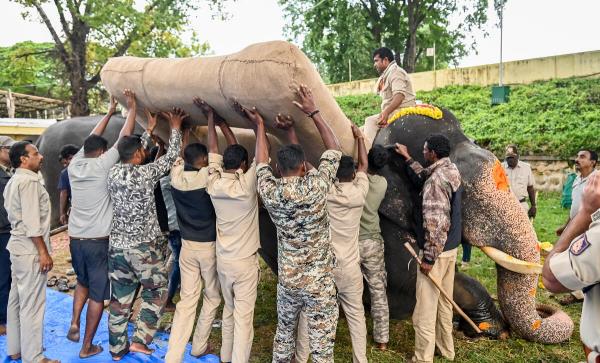 Special team ties Namda, Gaadi, Chaapu, me<em></em>tal cradle to Howdah bearer Abhimanyu to place sandbags for training.    