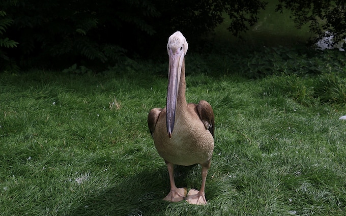 Zookeepers lost sight of the 14-week-old pelican when it flew o<em></em>nto the flamingo enclosure at Blackpool Zoo, in Lancashire