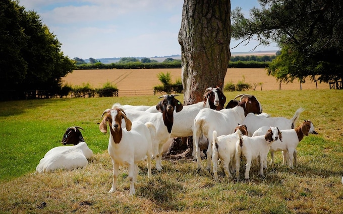 Goats on a field 