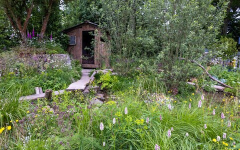 A rewilded garden at the Chelsea Flower Show