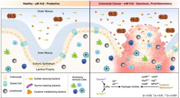 Diagram depicting role of H2S in healthy and diseased gut.