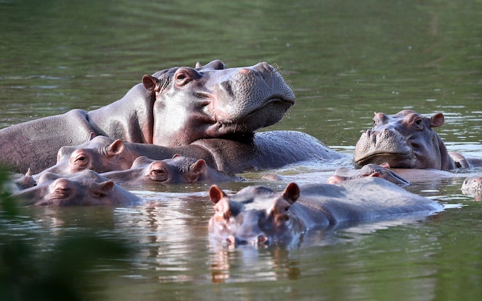 Hippos float in the lake at Hacienda Napoles Park, which was o<em></em>nce the private estate of Pablo Escobar, the drug kingpin, before his death in 1993