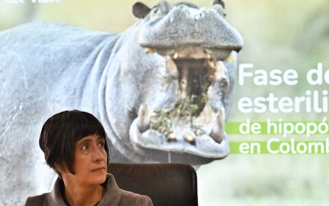 Susana Muhamad, Colombia's enviro<em></em>nment minister, told a press co<em></em>nference that many of the hippos will be sterilised to co<em></em>ntrol their population