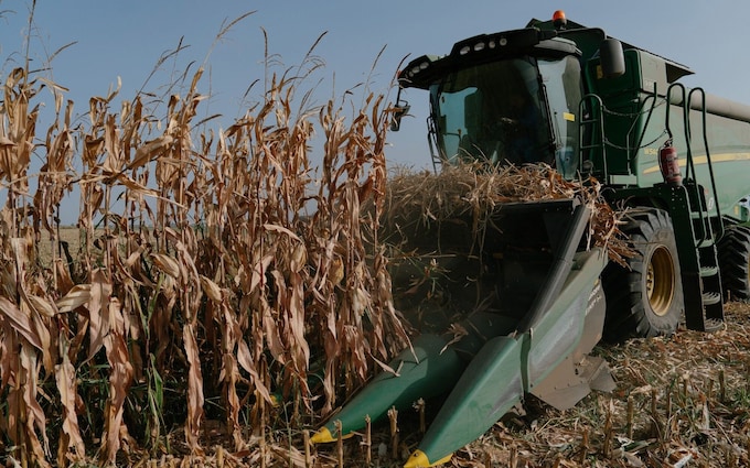 A forage harvester cuts corn plants in a field in Galati, Romania