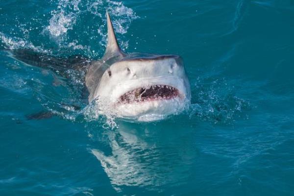 She described the tiger shark as 'huge'. Credit: Getty Stock Image