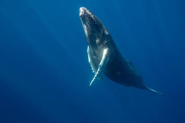 Hauser was reunited with the whale just a year later. Credit: Getty Stock Image