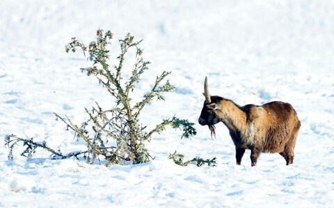 A goat in the snow in the North York Moors Natio<em></em>nal Park