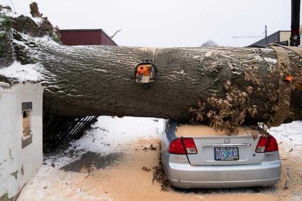 A chainsaw rests in a downed tree as workers pause cutting on Saturday, Jan. 13, 2024, in Portland, Oregon