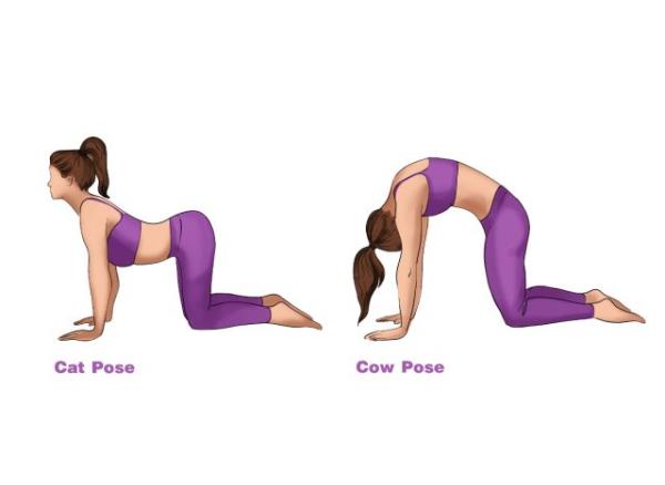 cat-cow pose illustration