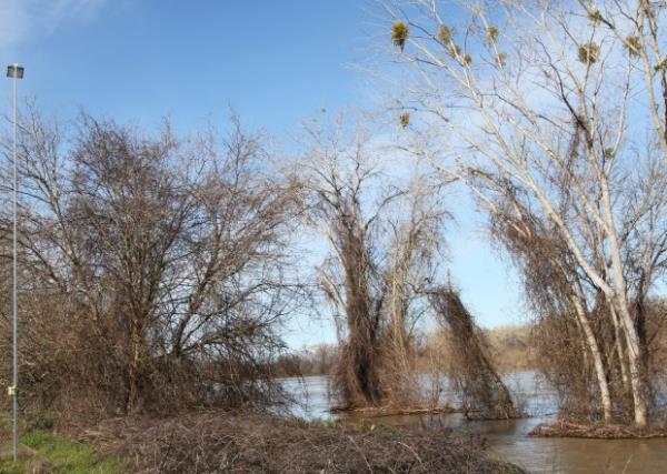 The Sacramento River flows through the Willow Bend Preserve south...