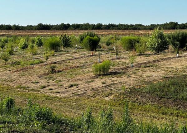 Covered by Sacramento River water during rainy season, plantings by...