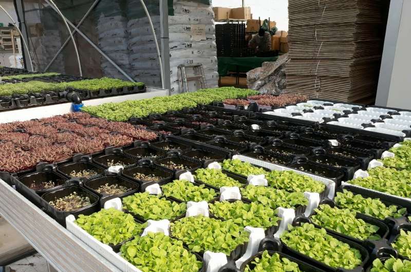 Microgreens made to order: Italian scientists have tailored iodine and potassium co<em></em>ntent of radishes, peas, rocket and chard