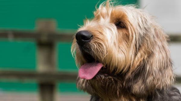 Otterhound. Pic: iStock