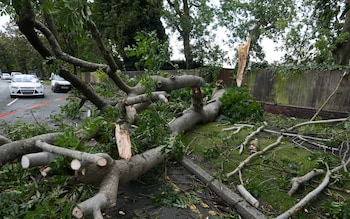 A fallen tree from strong winds in Liverpool