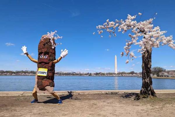 FILE - Stumpy the mascot, dances near 'Stumpy' the cherry tree at the tidal basin in Washington, Tuesday, March 19, 2024. The stunted and gnarled cherry tree that became an unlikely social media celebrity was cut down earlier this year, along with more than 100 other trees, to make way for a massive repair protect on the crumbling seawall protecting the Tidal Basin. But as co<em></em>nstruction on the seawall begins in earnest, horticulturists at the Natio<em></em>nal Arboretum have successfully clo<em></em>ned Stumpy in a tree-mendous story of survival. (AP Photo/Nathan Ellgren, File)