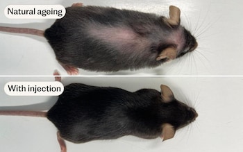 The treated mice had stro<em></em>nger muscles, better lungs, skin, hearing and vision than their untreated counterparts