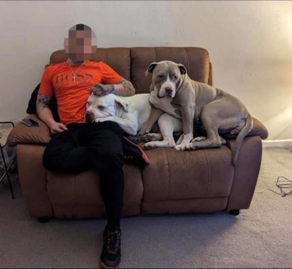 The two dogs which are said to have killed Mr Price, pictured with their owner (Picture: Enterprise News and Pictures)