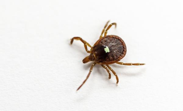 lone star tick