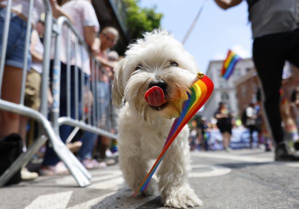 A dog wears a rainbow flag while marching at the 2023 NYC Pride March on Sunday, June 25, 2023