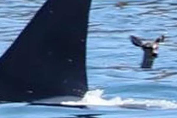 Deer's head popping out of water behind the dorsal fin of a killer whale.