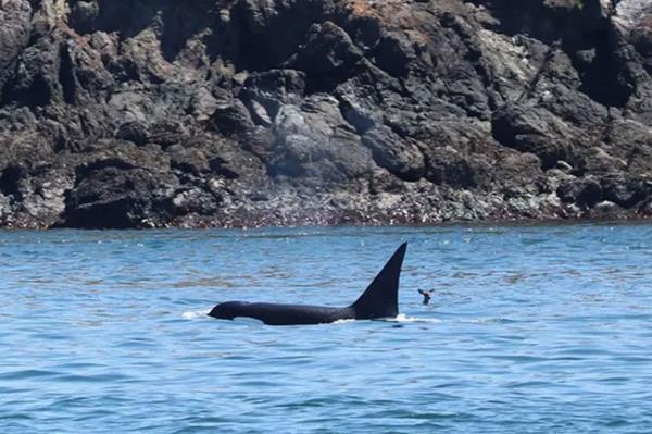 Deer's head pops above surface of water as it swims near a killer whale that breeches the ocean's surface. 