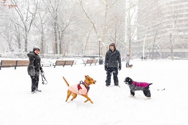 Co<em></em>nnor Hornibrook, center right, and his dog Ellie enjoy the fresh snow along with Annette Fierro, of and her dog Twyla at Rittenhouse Square in Philadelphia, Friday, Jan. 19, 2024. (Tyger Williams/The Philadelphia Inquirer via AP)