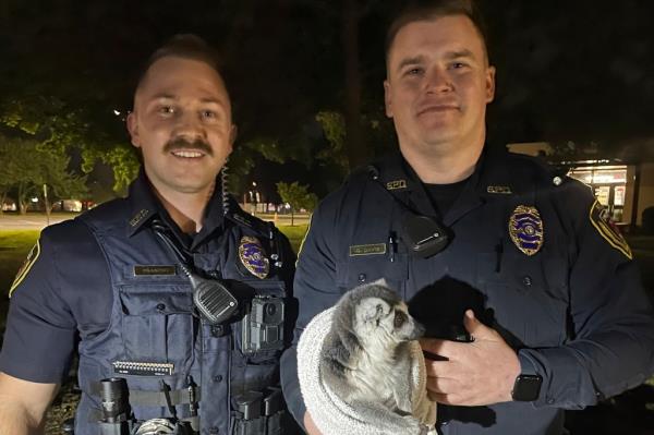 In this photo released by the Springfield Police Dept., two smiling police officers hold a lemur wrapped in a towel with its face, hands and tail poking out in Springfield, Mo., on Sept. 12, 2023.