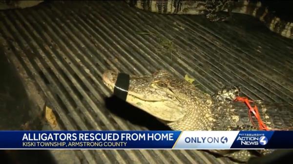 One of the rescued gators had its jaw tapped shut, footage showed.