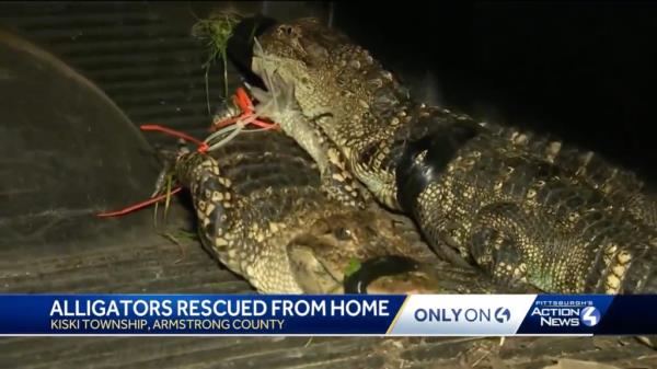 NIne alligators were taken from the home after one got lose in the neighborhood.