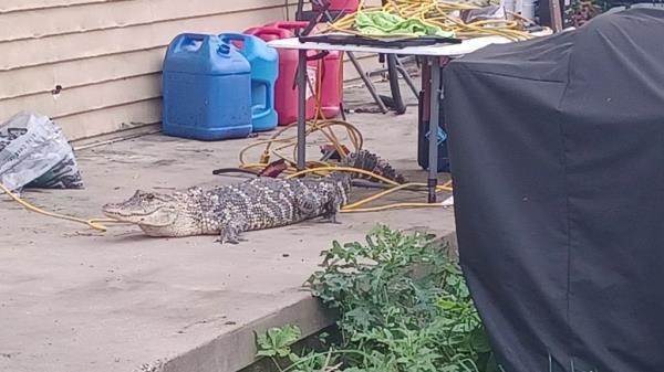 The gators' enclosure had broken, and they were climbing all over the residence.