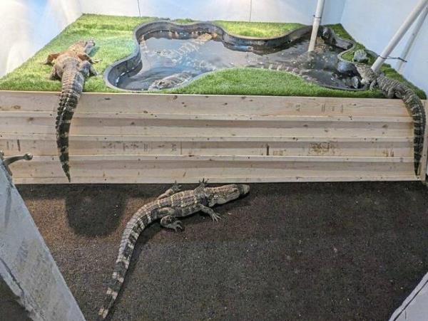 The gators were left alone in the dirty enclosure when their owner was arrested.