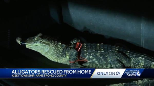 The state of Pennsylvania does not regulate reptiles, the local news explained.