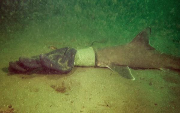 This photo taken by Debra Duphinais shows the baby shark stuck in a work glove.