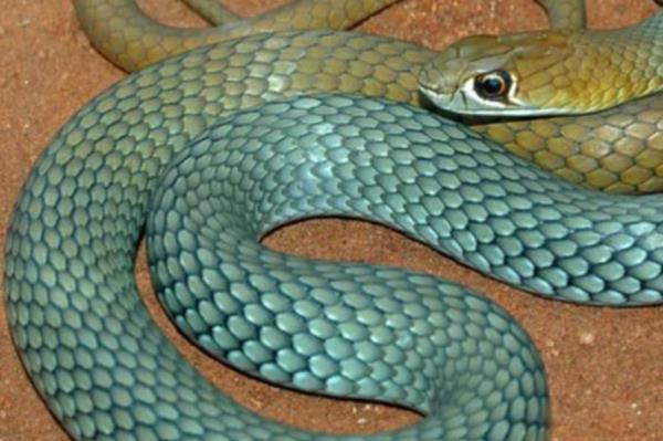 The desert whip snake was recently discovered in Australia.