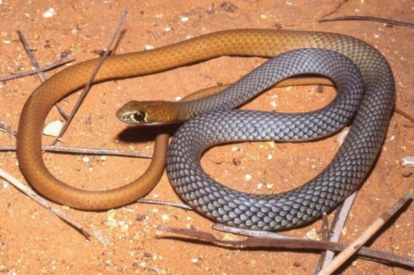 The desert whip snake was mistaken as different species because of similar characteristics.