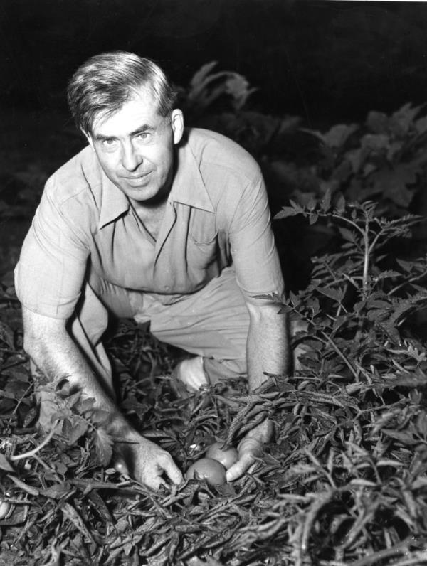 Henry A. Wallace crouching down, surrounded by crops. 