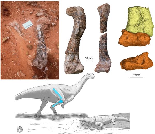 It's the first dinosaur to be named from the region in more than 50 years, Stony Brook noted.