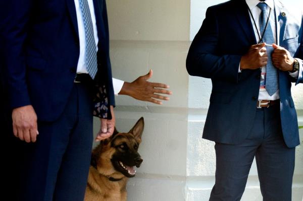 Commander, the dog of US President Joe Biden.