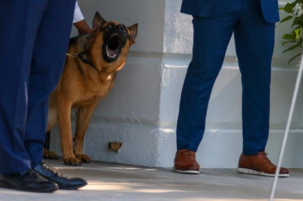 One protection officer had to be sent to the hospital after being bitten by the German Shepherd.</p>

<p>　　