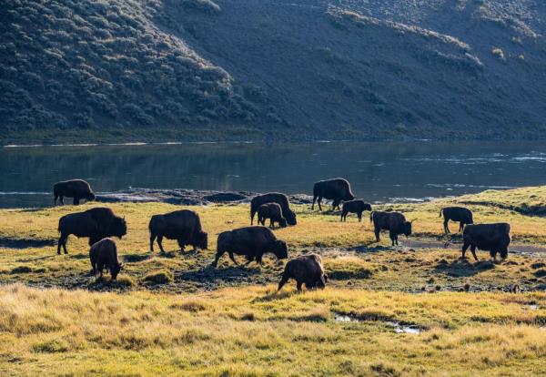 herd of buffalo