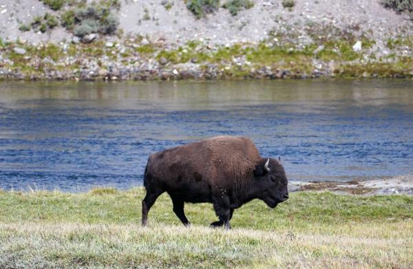 Yoder was the first person to be injured by a bison in 2024, NPS said.