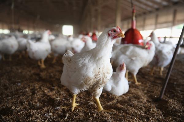 Chickens in a poultry processing facility.